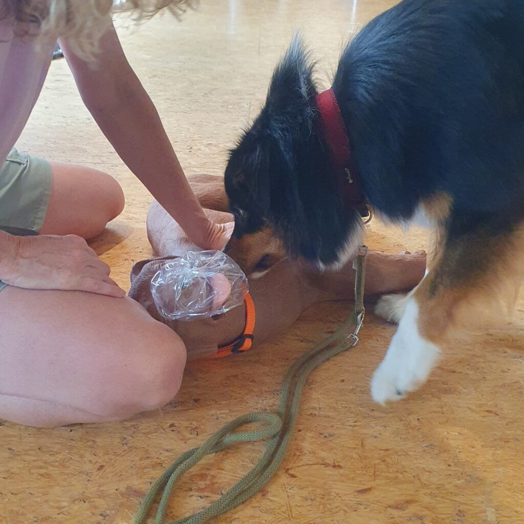 Wiederbelebung am Hund